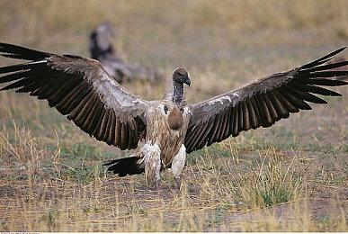 VR最畅销游戏《Bonelab》一小时内获百万美元销售额