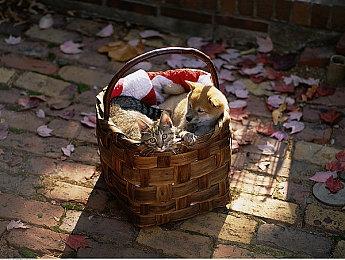 《全战战锤3》新DLC分成三部分单独售卖 每个售9美元