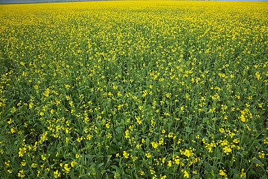 【TRIBE NINE】死游体验版 预告视频 | Steam 新品节